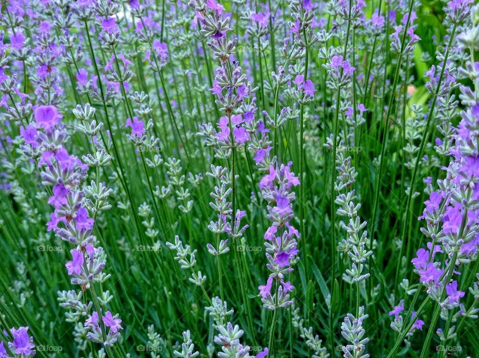 Lavender. flowers. garden.