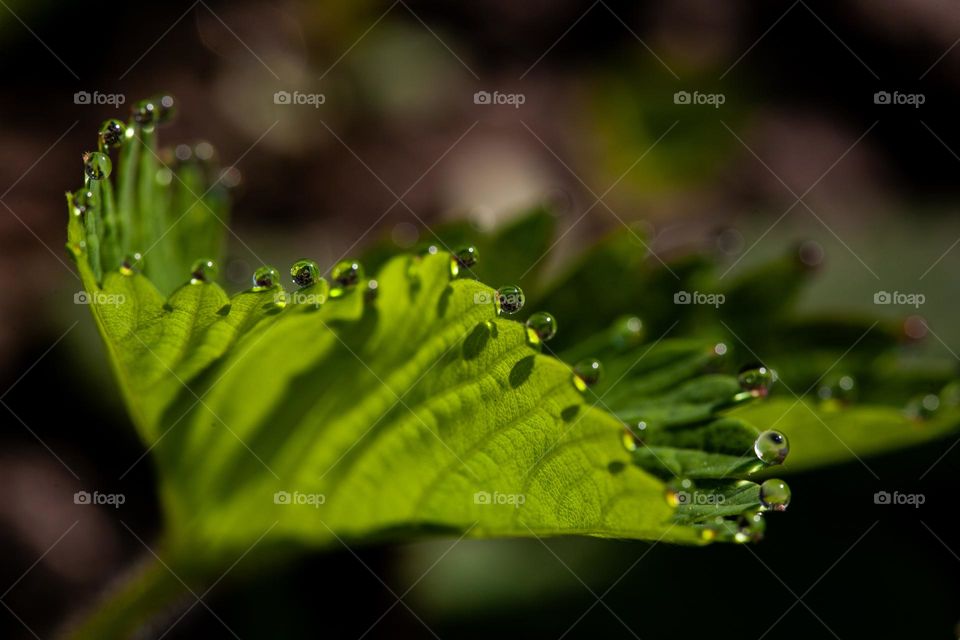 A leaf with dew drops 