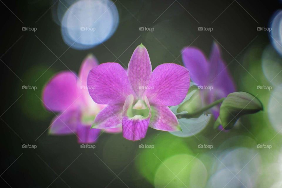 orchid & bokeh