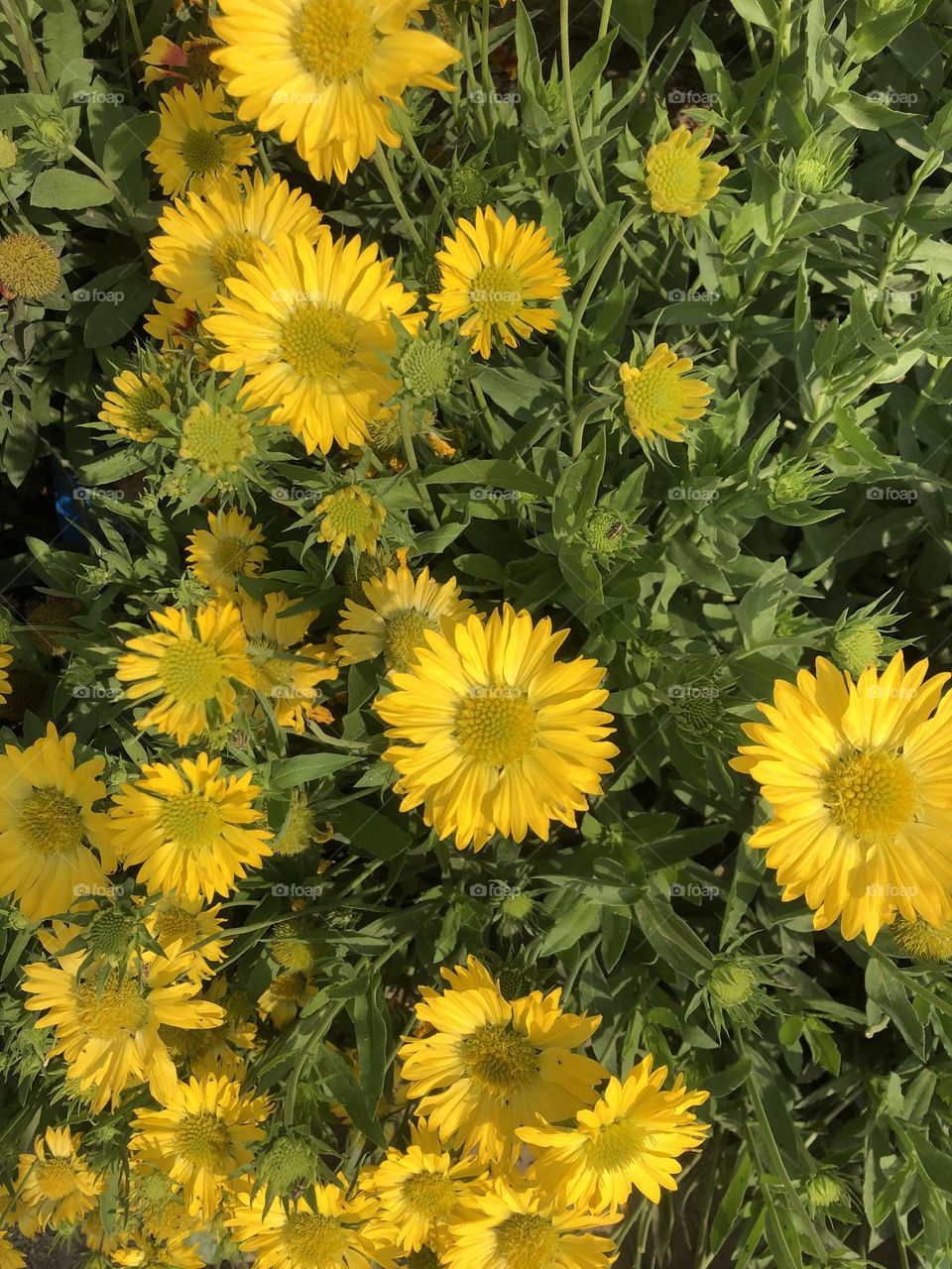 Sell your first photo on Foap