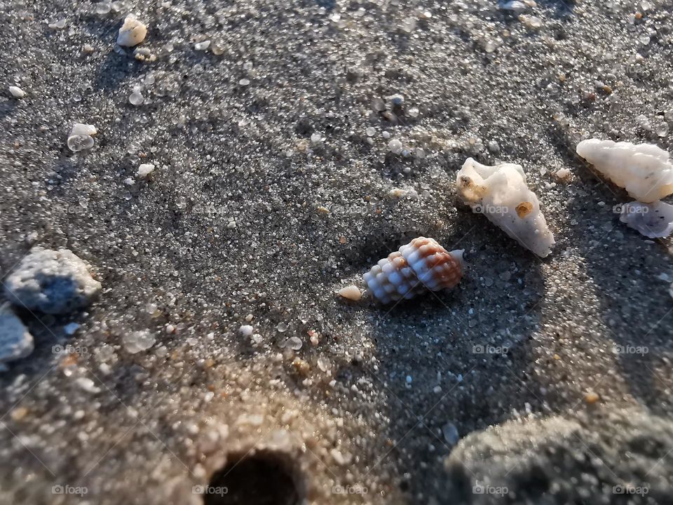 “I am a tiny seashell that has secretly drifted ashore and carries the sound of the ocean surging through its body…🐚