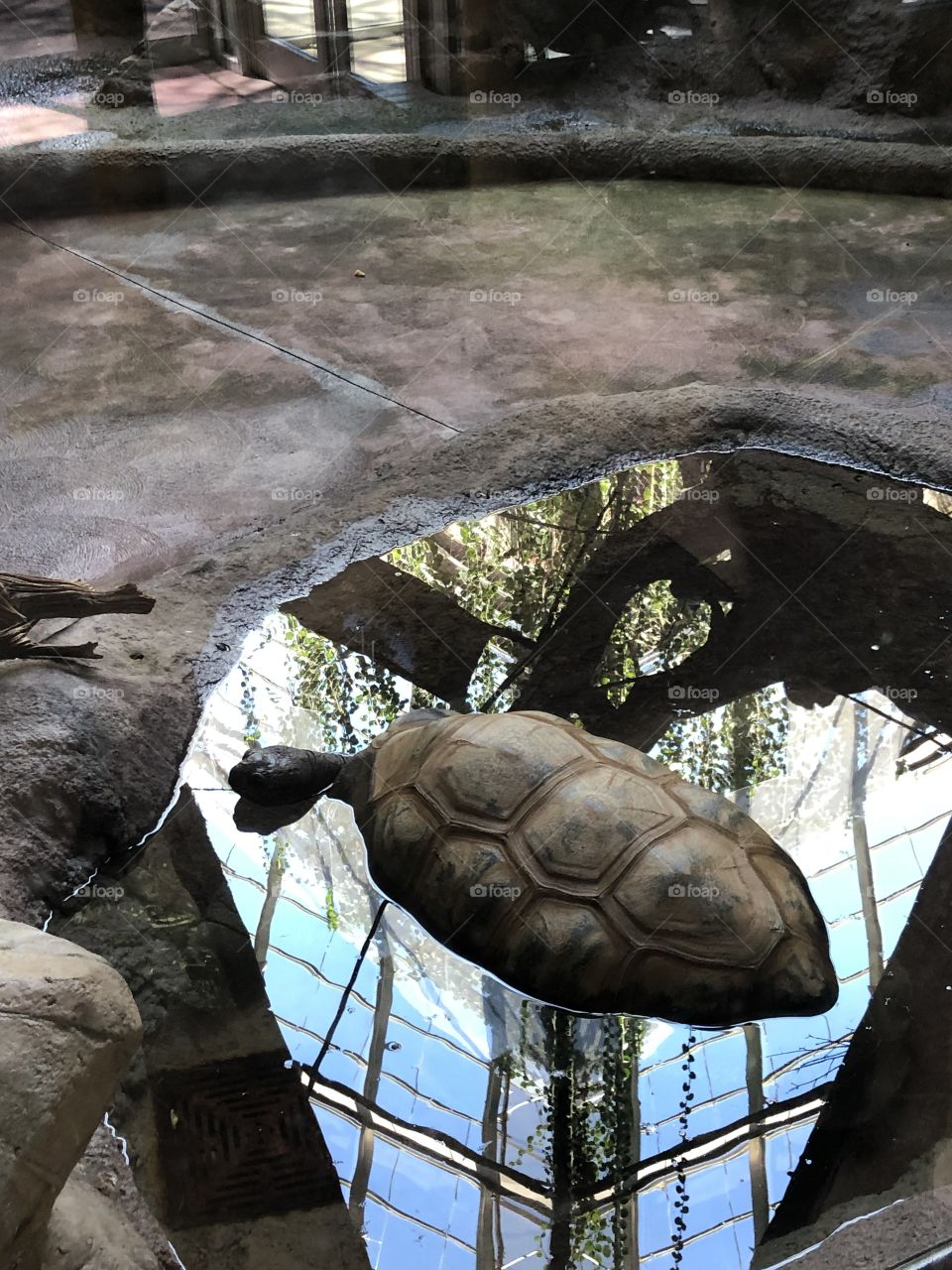 A big old tortoise wadding around in the pool at the Toronto Zoo