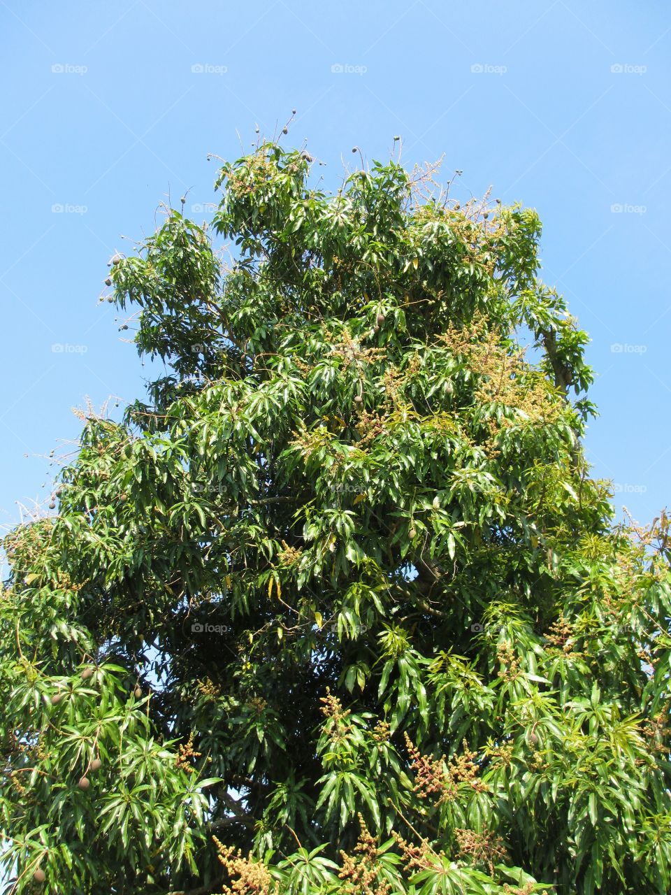 mango tree. Mango tree with flowers and fruit; it's Mango season!