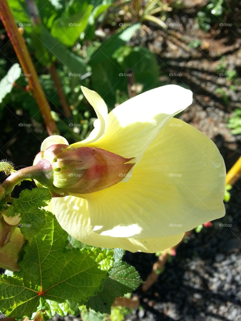 Flor de quiabo