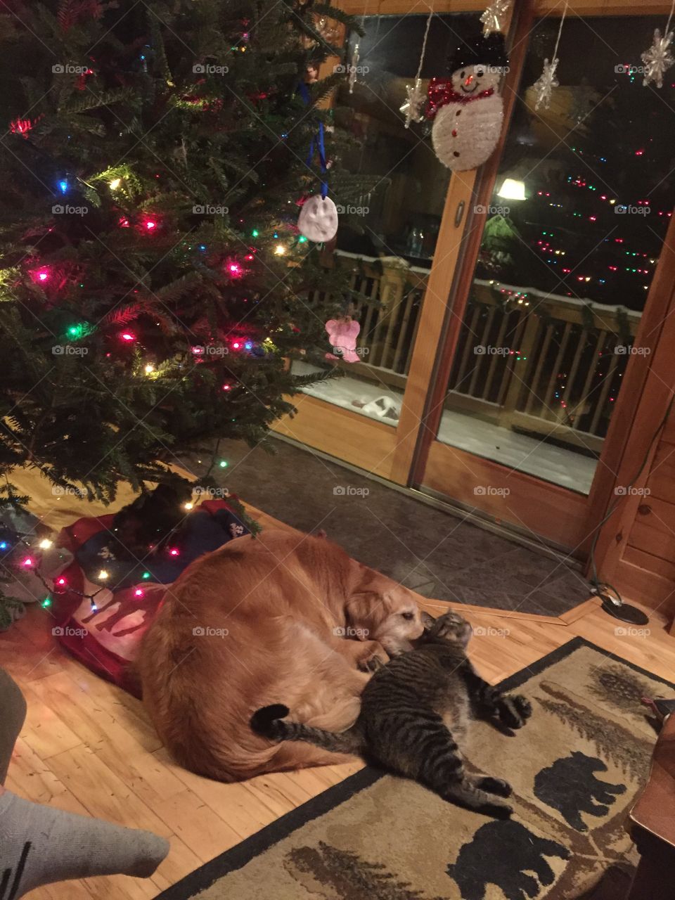 Noah and Shylo under the Christmas tree 