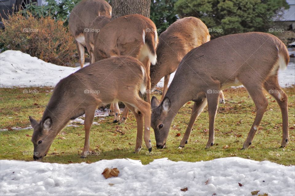 Deer Grazing 