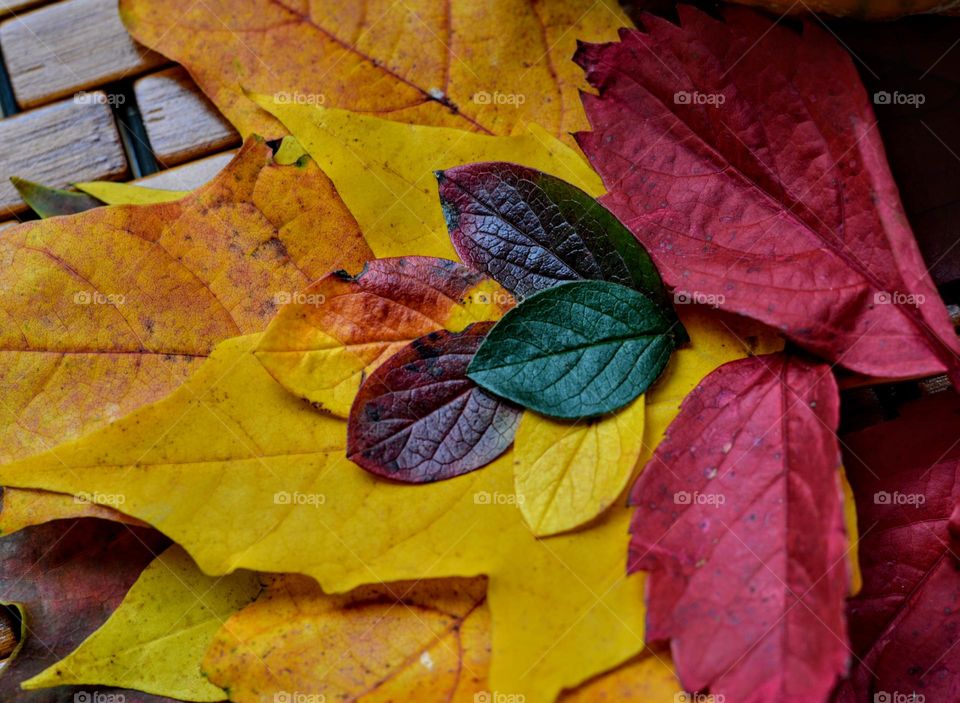 red yellow and green colour love