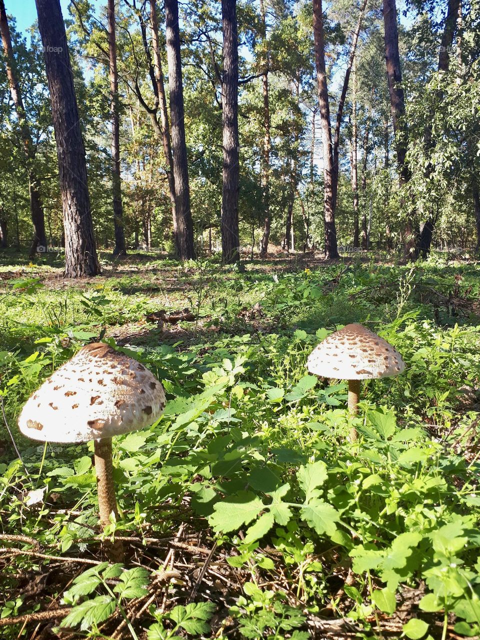 Big mushrooms in the forest at sunny day 