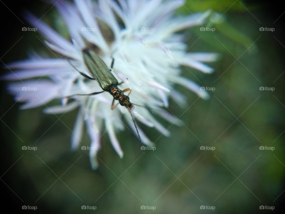 Picture taken with my smartphone and macro lens.