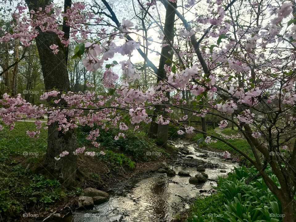 Cherry blossom