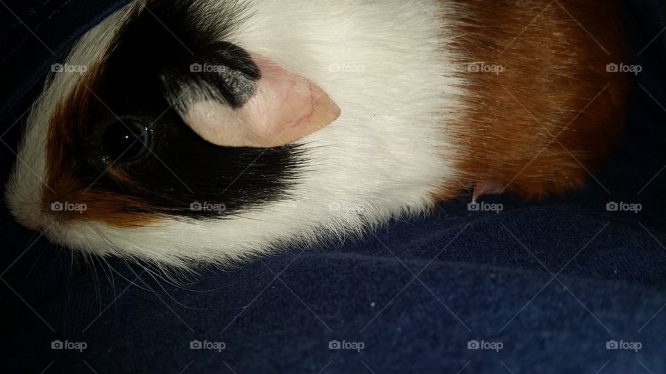 High angle view of a guinea pig