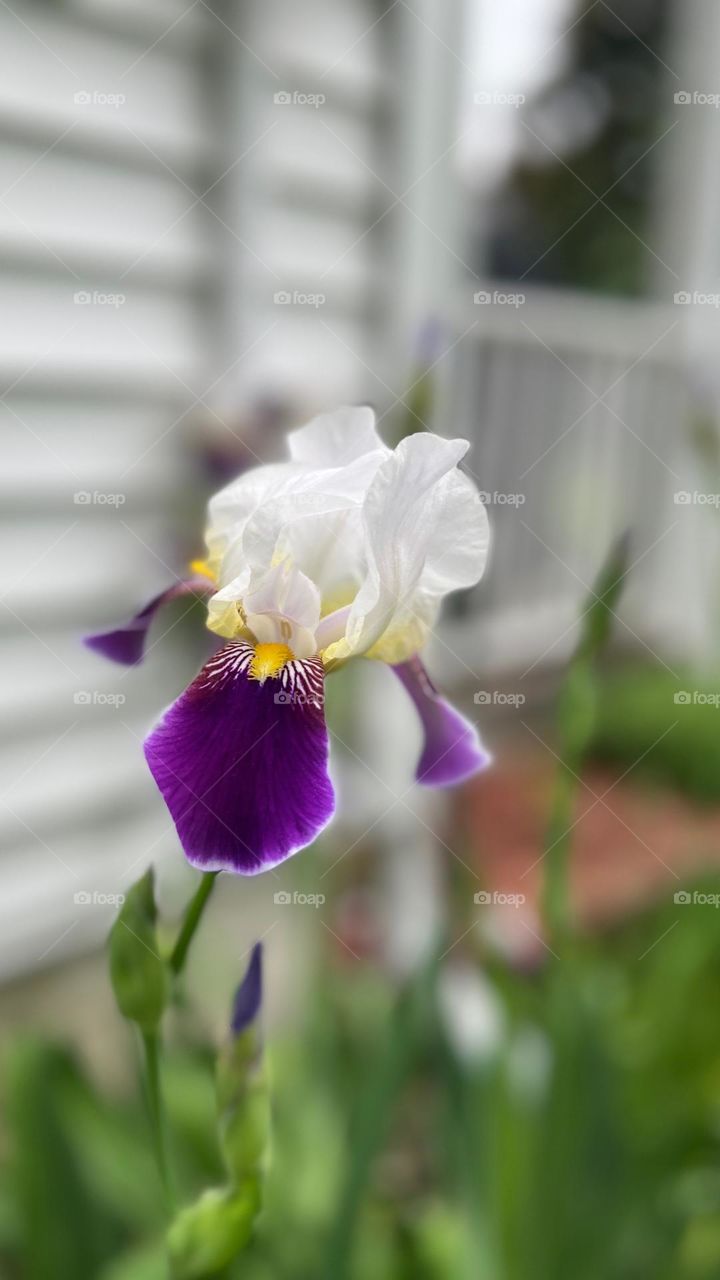 Single Iris Flower 