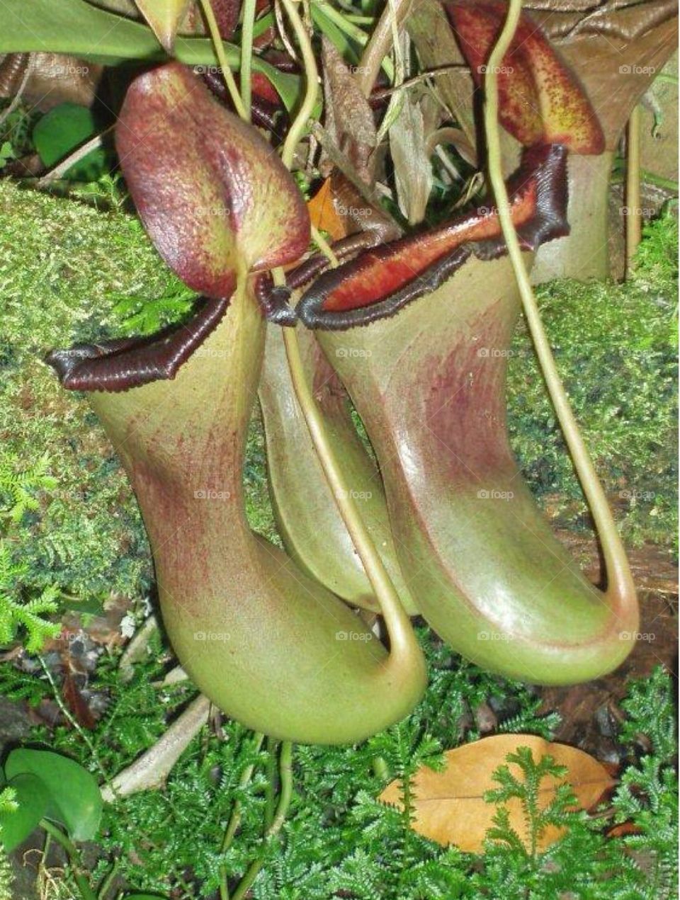 Pitcher Plant
