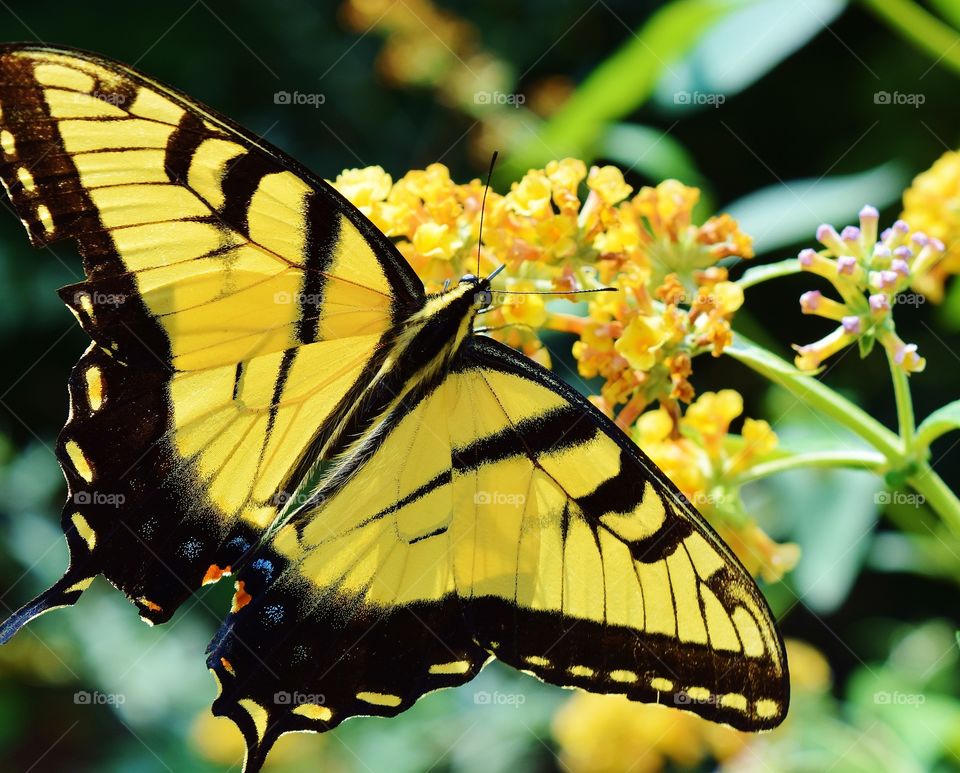 Yellow butterfly on a flower