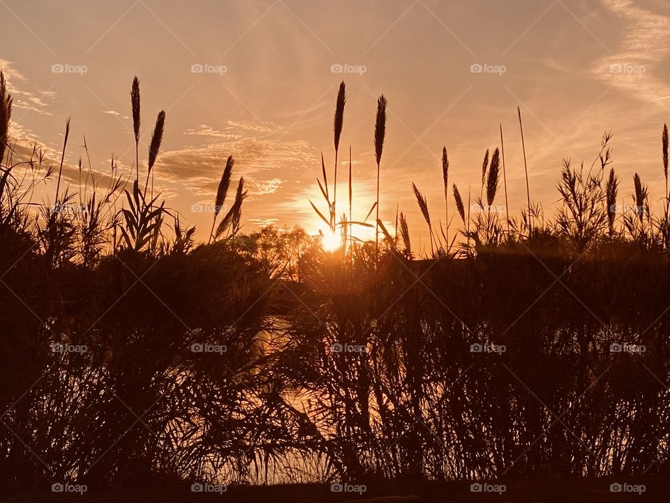 Earliest in the day a good shot of the setting sun caught early during the Sun’s fall from a glorious Day. Cat Tails are thinning as Fall fades into Winter.