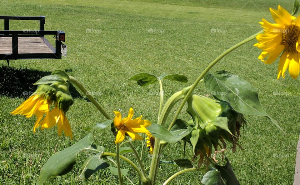 Happy Sunflowers