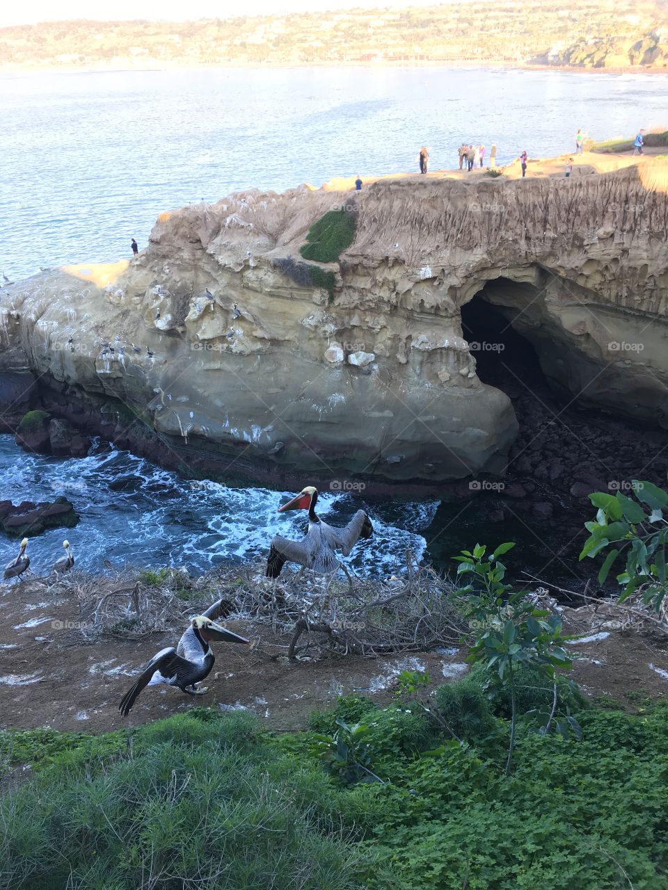 pelicans on the cliff