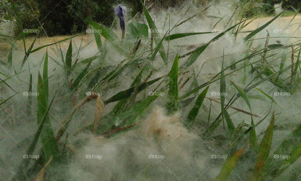 cotton on grass