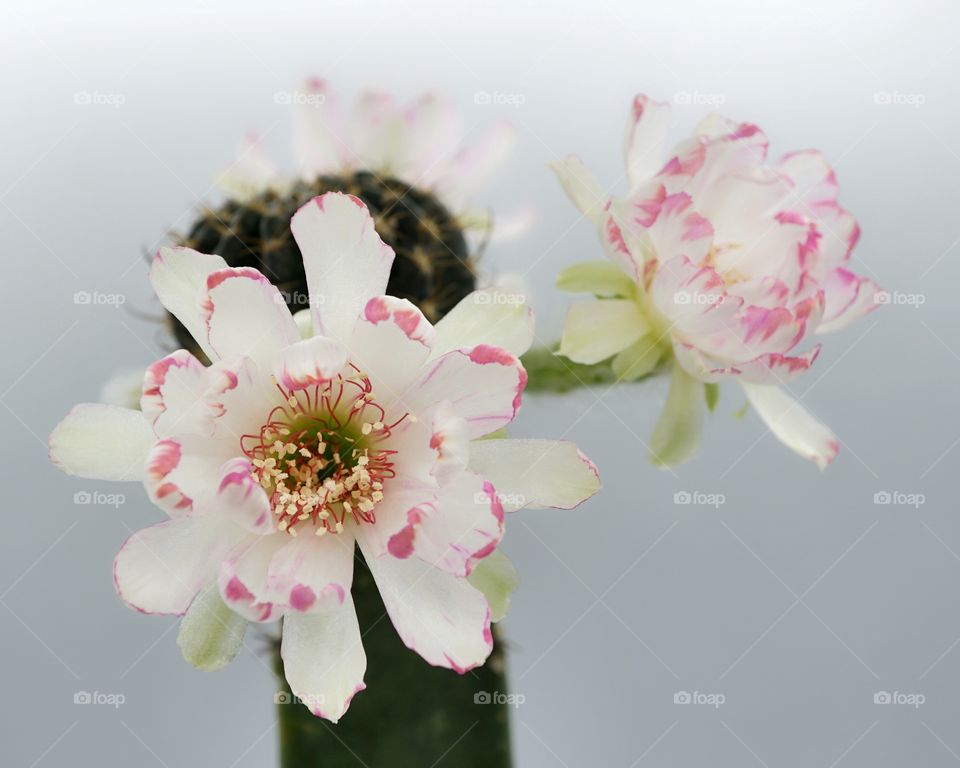 Lobivia cactus bit flowers