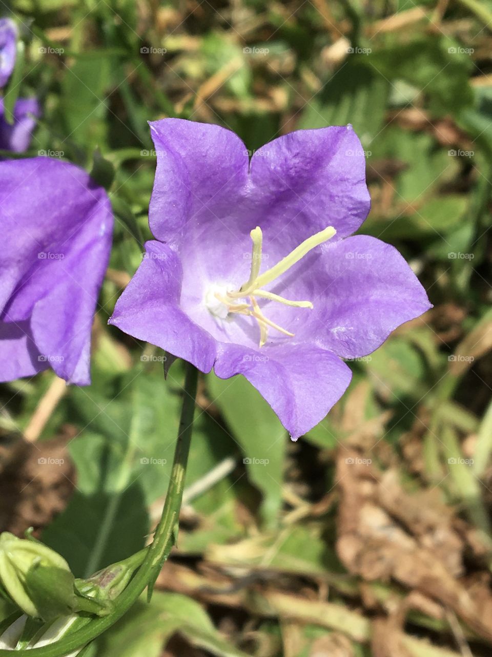 Blue bell of Campanula 