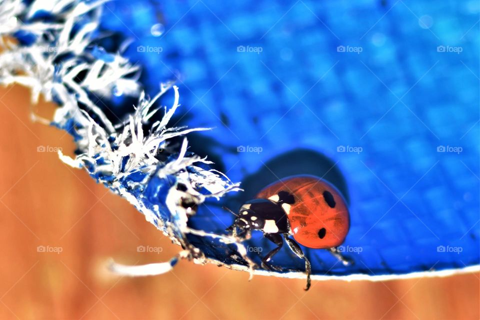 red ladybug on a blue background close-up macro picture