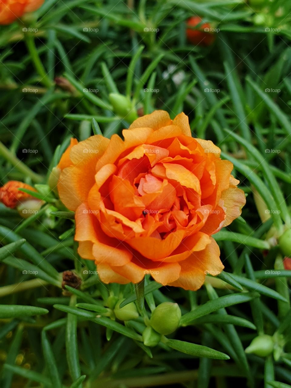 my beautiful Portulaca grandiflora