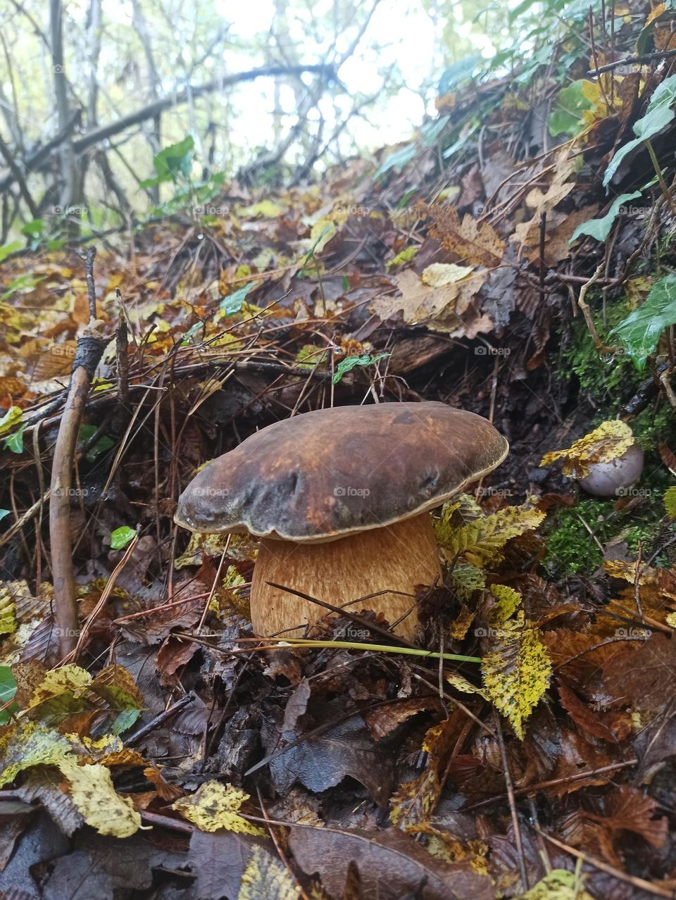 first class boletus