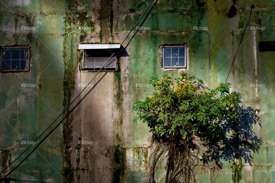 tree on a wall