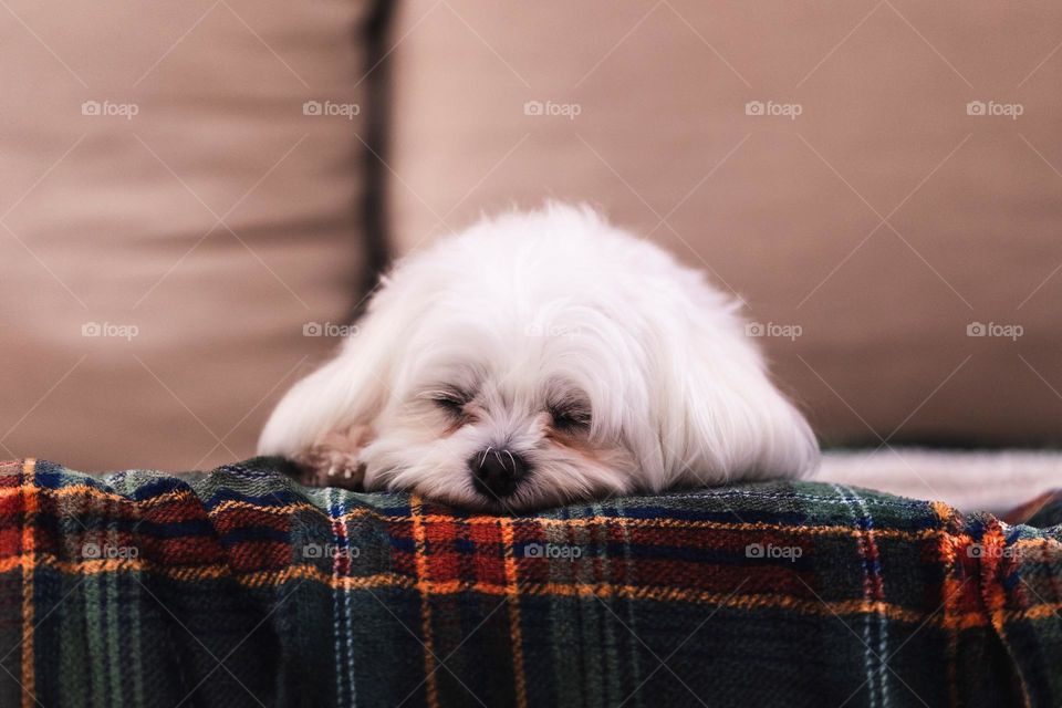 a portrait of a white boomer dog sleeping with its eyes closed on a cosy blanket on a couch in a living room.