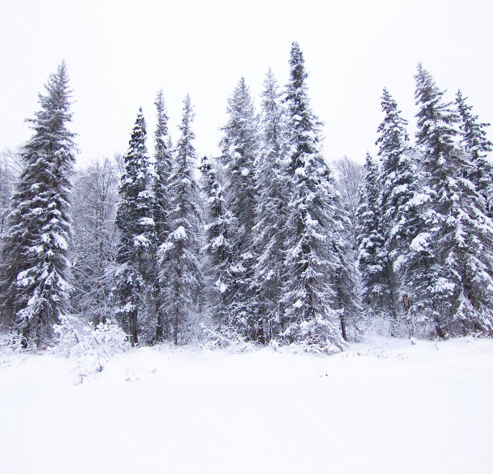Frosty icy snowy spruce trees in winter in Alaska 