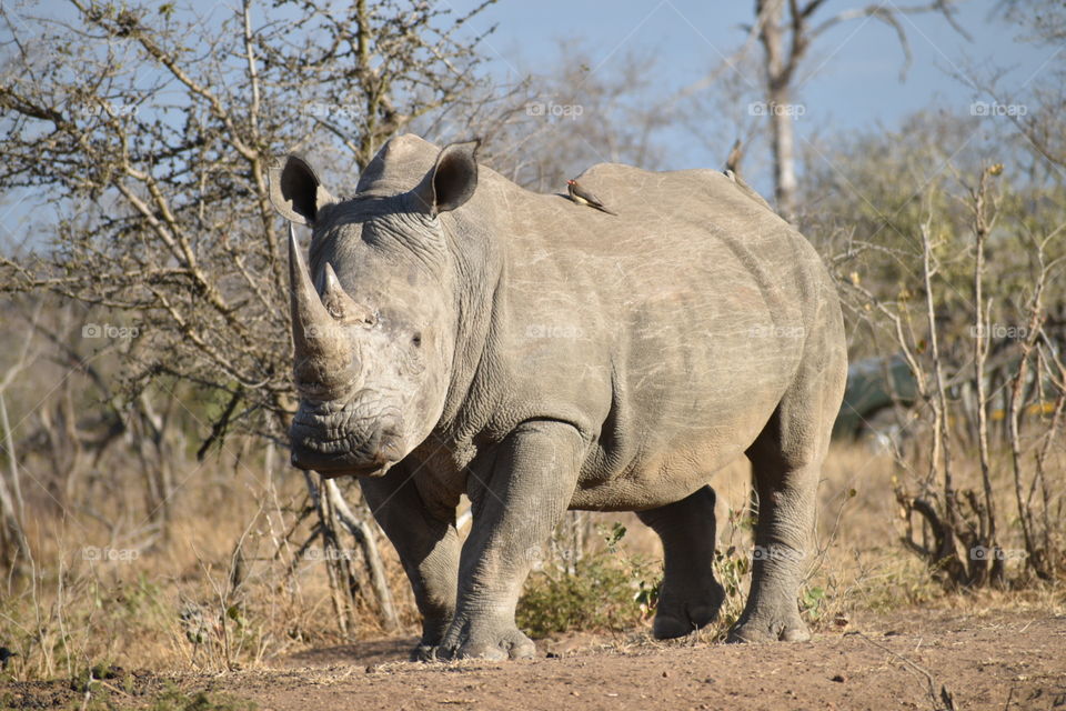 Rhinoceros - Manyeleti Game Reserve, South Africa 