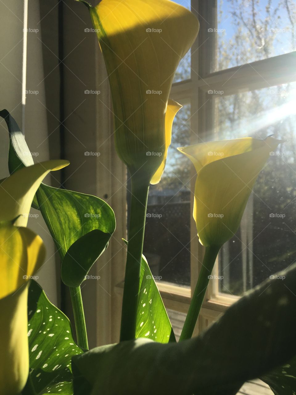 Rays of sunshine in the morning on beautiful yellow tulips
