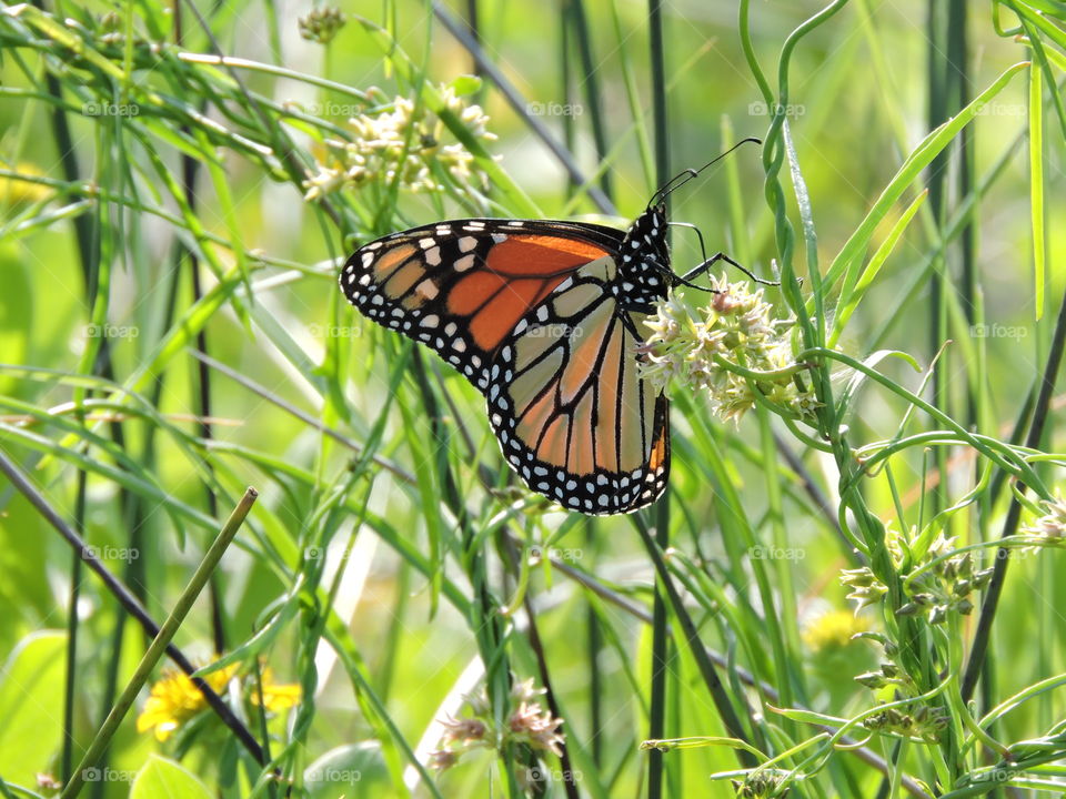 Monarch butterfly