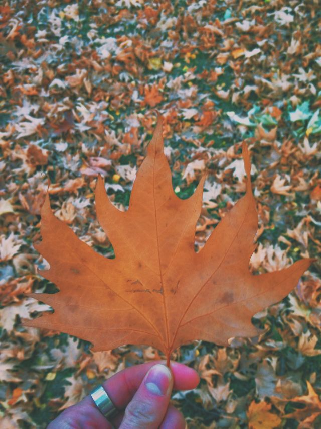 Autumn