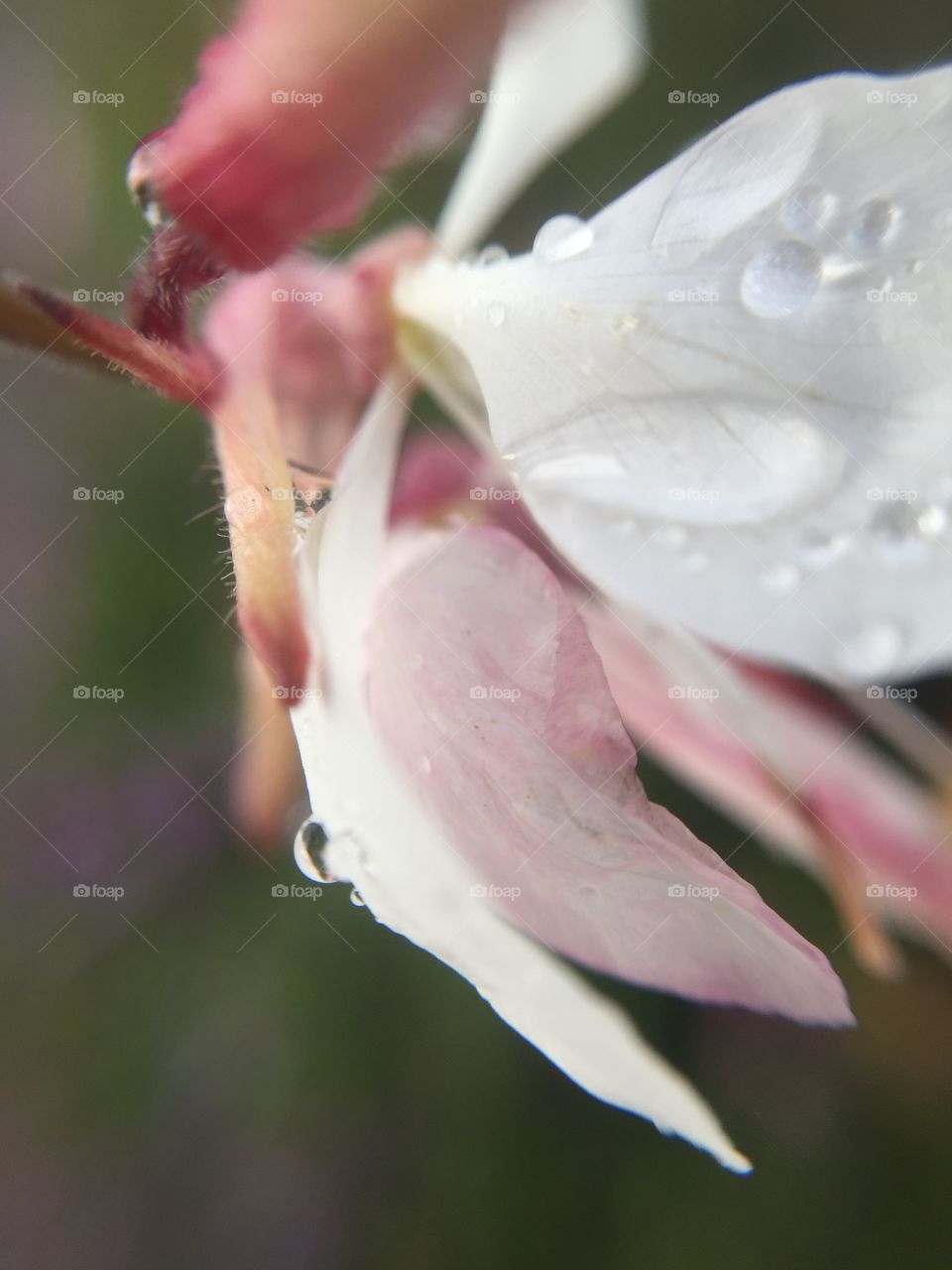 Raindrops on the flower 