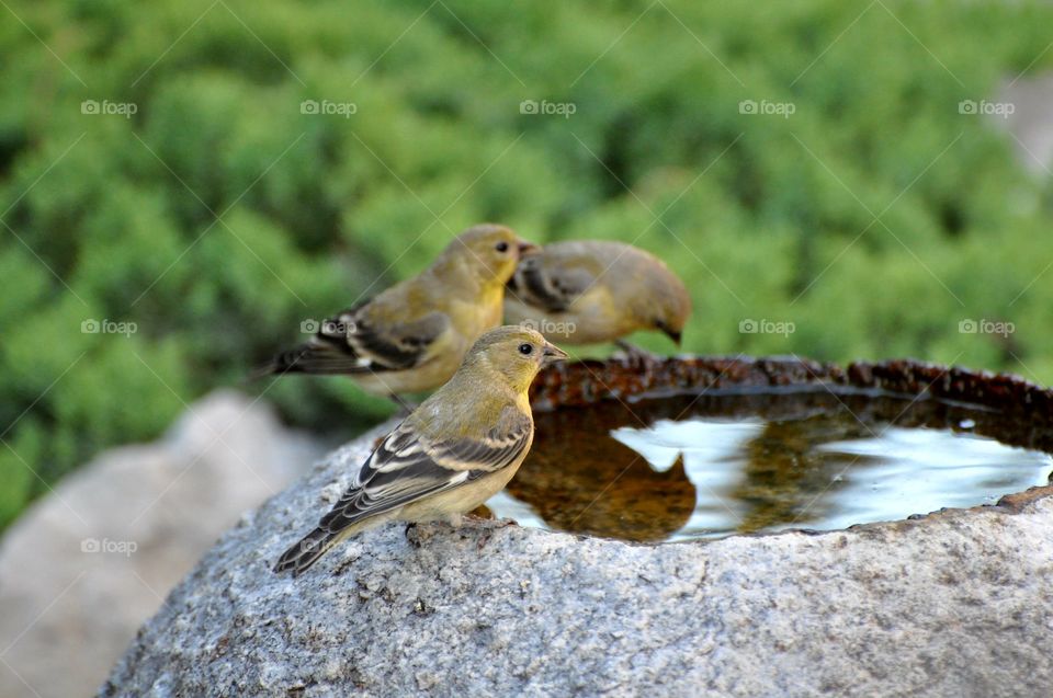 3 sparrows