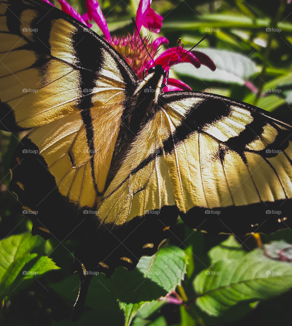 A Yellow swallow tail butterfly is making a visit to a pink Beebalm flower.