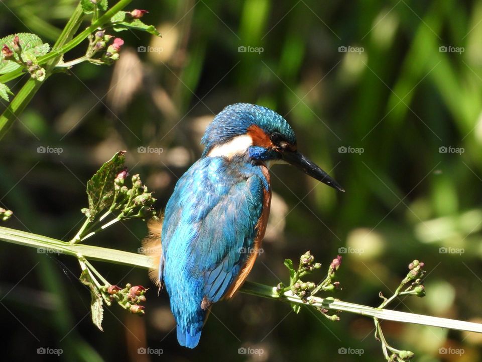 A close up of a kingfisher at a local river