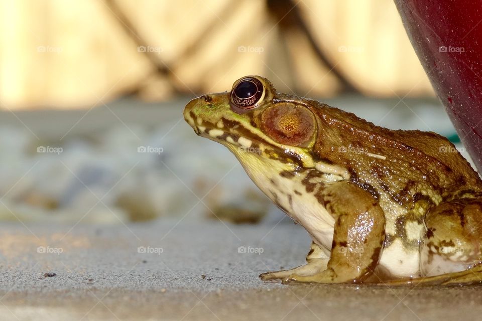 Thoughtful Frog