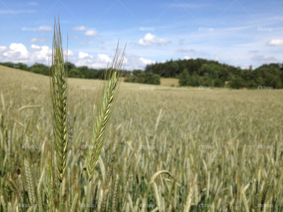 sweden field nature bara by jesja782