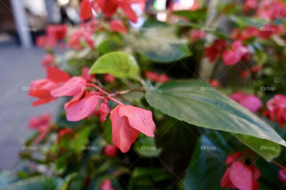 Two petals red flowers in the street.