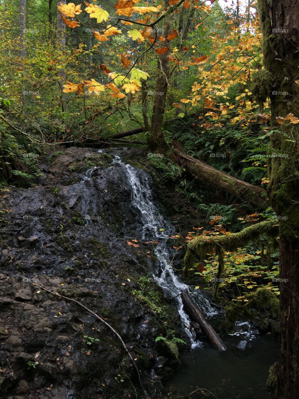 Waterfall in the fall forest in the Pacific Northwest. 