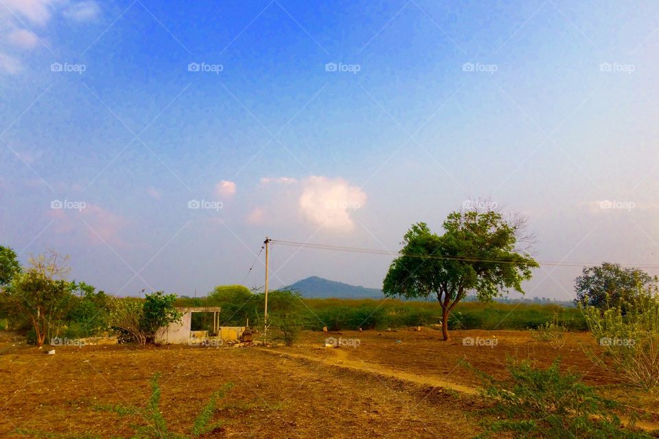 Scenic view of farm