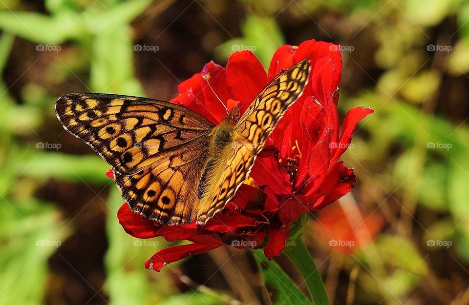 Butterfly on a flower