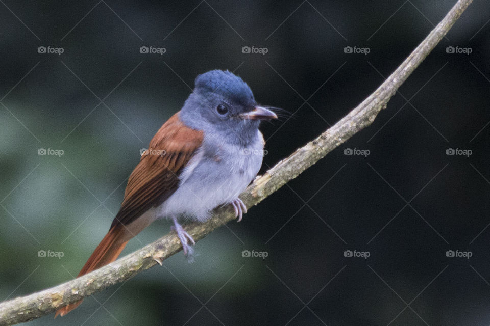 Asian Paradise Flycatcher 