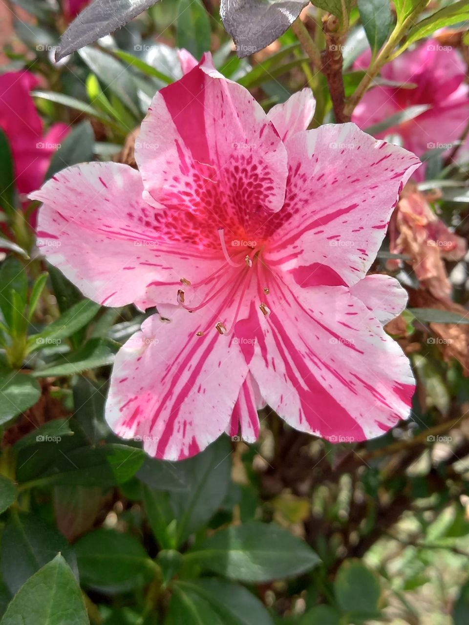 pink flower