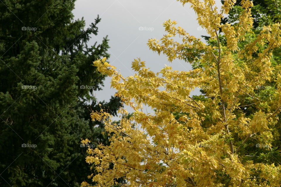 Colors of fall. An ash tree turns for fall next to an Evergreen tree