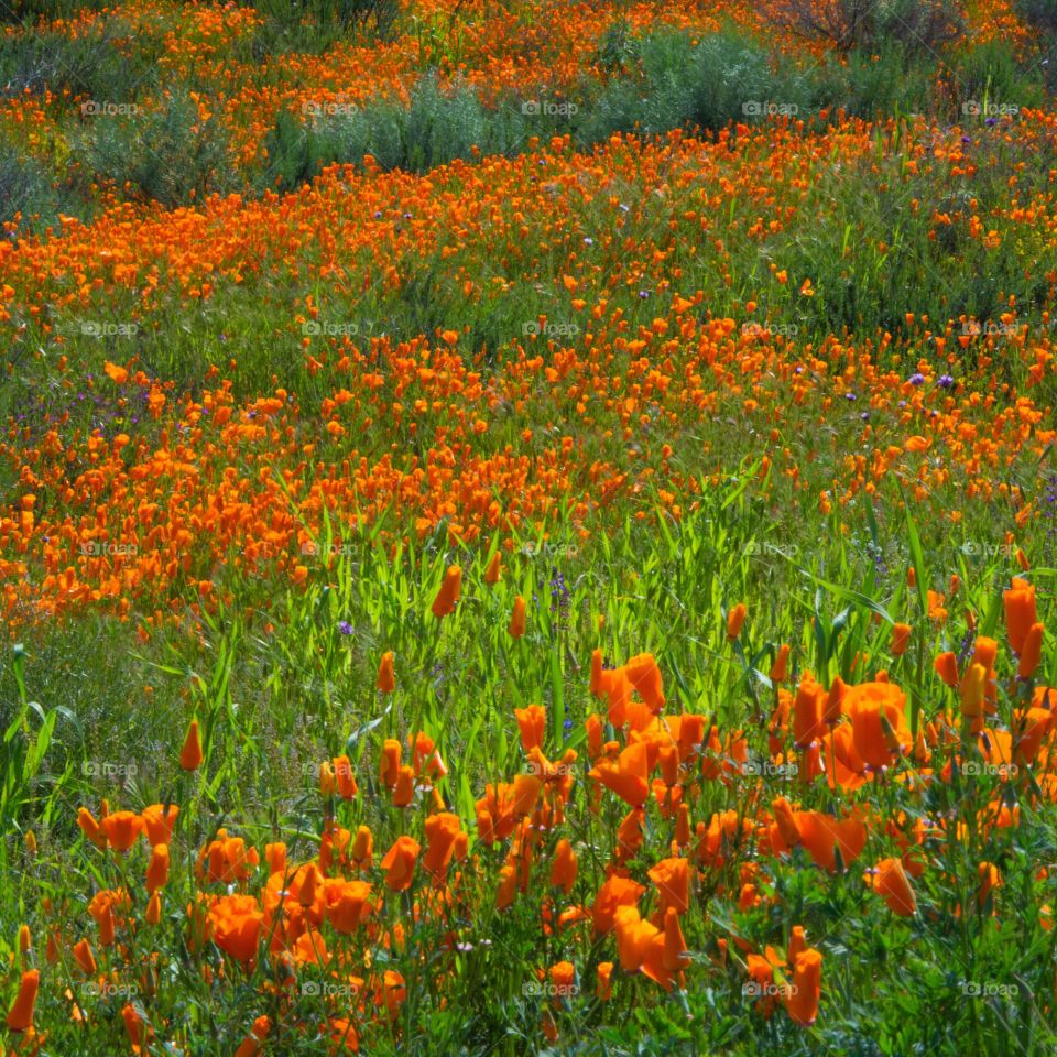 Sunrise Over California Poppy Fields 