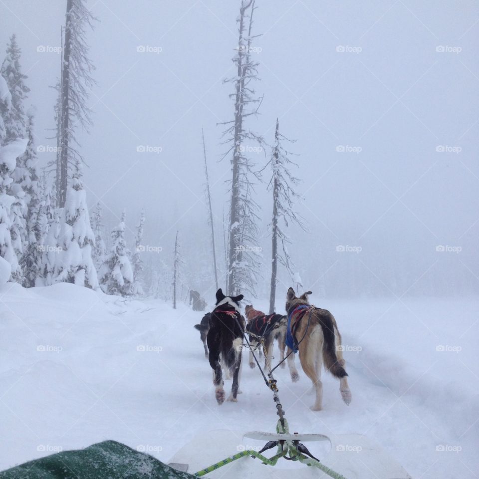 Dog sledding in Canada 