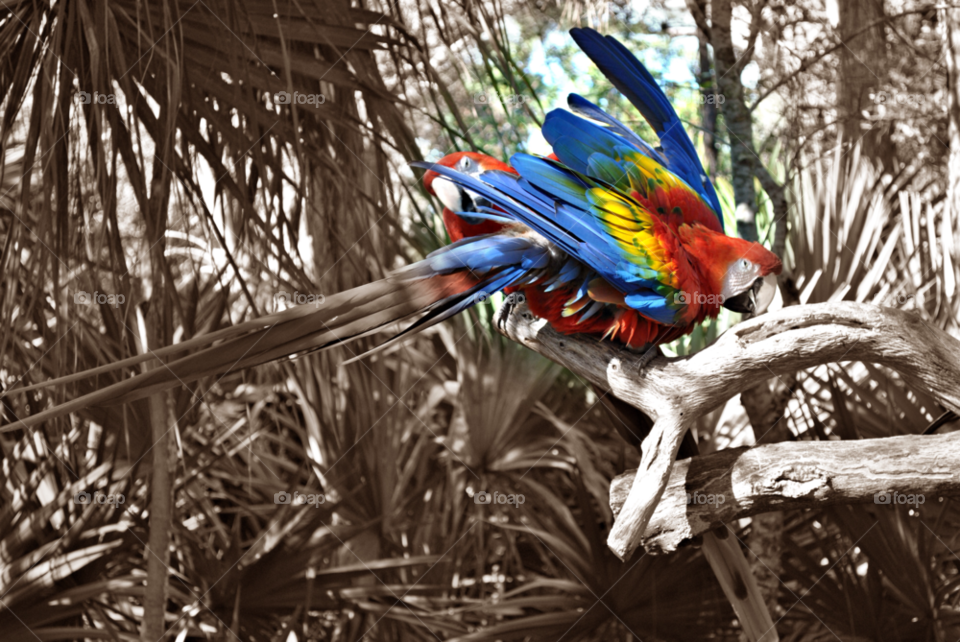 brevard zoo florida amazon colorfull parrots by sher4492000